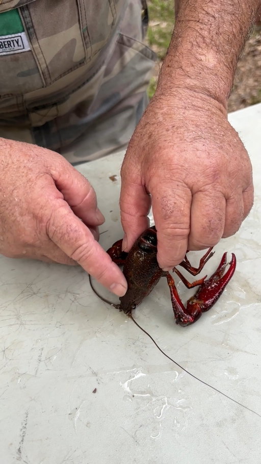 Sleeping crawfish! Used to do this as a kide! #crawfish #howto #reels #louisiana