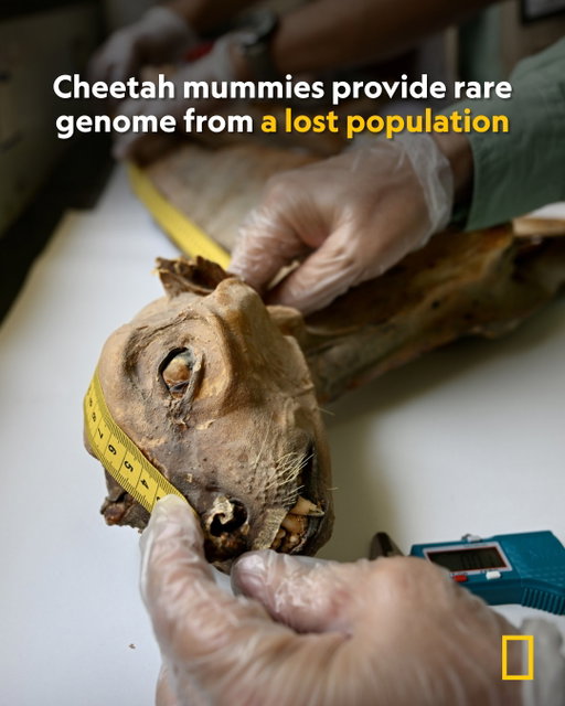 In 2022, researchers entered caves in Saudi Arabia looking for bats and other biodiversity—and found seven mummified cheetahs.

Ranging in age from 130 to nearly 2,000 years old, the mummies were perfectly preserved by the cave's dry climate, allowing scientists to recover and analyze their DNA. The unusual findings have become central to the debate about whether the species—extinct in the region since the 1970s—could one day return.

Learn how the mummies are shaping conservation efforts at the link in bio.

Photographs 1, 5, 6, and 7 by Ahmed Boug et al./Communications Earth & Environment; photographs 2 and 4 by @chancellordavid /Ahmed Boug et al./Communications Earth & Environment; photograph 3 by National Center for Wildlife/Saudi Arabia