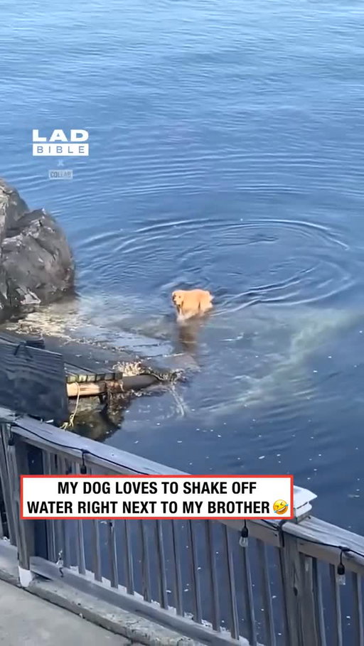 That dog knows exactly what it’s doing 🤣💦⁠
⁠
According to animal scientists, dogs shake off water as a highly efficient way to dry themselves, using a motion that can remove up to 70% of the water from their fur in just a few seconds. The rapid side-to-side shake creates enough force to fling water droplets away, helping them stay warm and avoid irritation.⁠
⁠
It’s an instinctive behaviour that kicks in almost immediately after getting wet, whether it’s from a bath, a swim, or an unexpected puddle. Different breeds shake in slightly different ways, but the goal is always the same: dry off fast and get back to being comfortably fluffy.⁠
⁠
🎥: Collab⁠
⁠
#dogs #pets #ladbible
