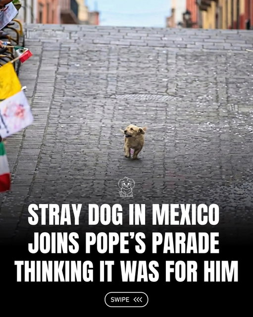 @Fluffy posts the best pet content on Instagram daily 🐾

A stray dog wandered into a parade in Mexico held in honor of the Pope, confidently walking through the procession as if he thought the celebration was meant just for him, charming onlookers and creating a memorable viral moment. 🐶🐾

#fluffy #dog #pets