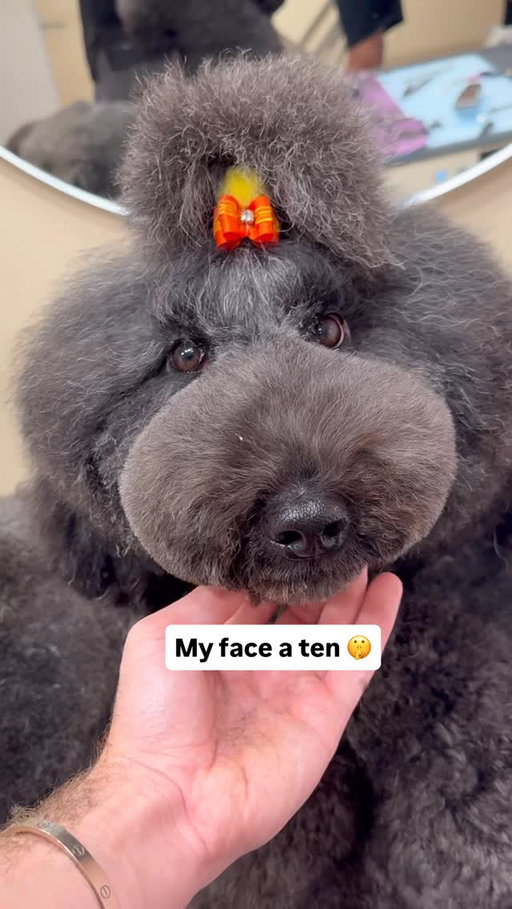 Body tea 🍵 
.
#funnydogs #dogvideos #dogs