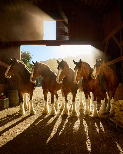 Who is ready for the Bud Super Bowl commercial?