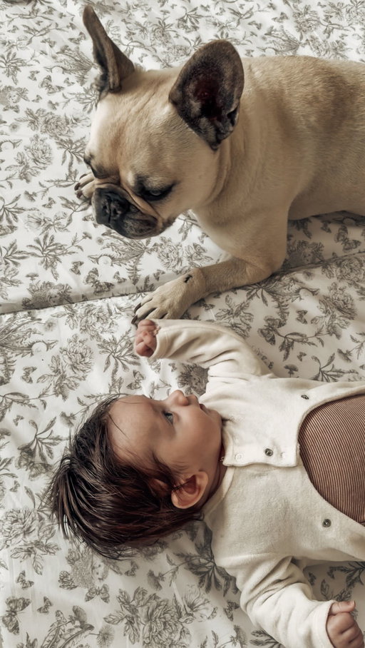 Nala a officiellement un frère 📣😅
Humain et pas comme elle, mais ça compte quand même non? 🥰
__________
#mybaby #puppy #bebe #bébé #monbebe #monbébé #mybabyboy #brother #frère #frere #brotherandsister #frereetsoeur #love #amour #humour #humor #funny #babyboy #mybabyboy #newborn #nouveaune #nouveauné #bebegarçon #bebegarcon #bébégarçon