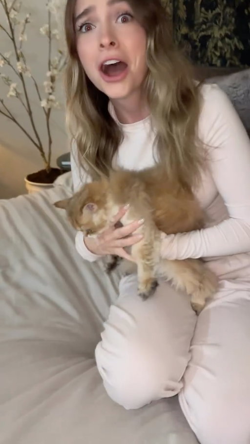 Surprising my fiancé with her dream cat 🐈 

#britishlonghaircat #britishlonghairkitten #kittensofinstagram #kitten #suprise