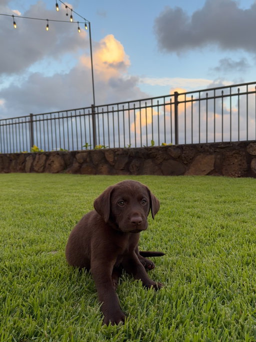 Everyone meet our Maka boy 🥺🐾