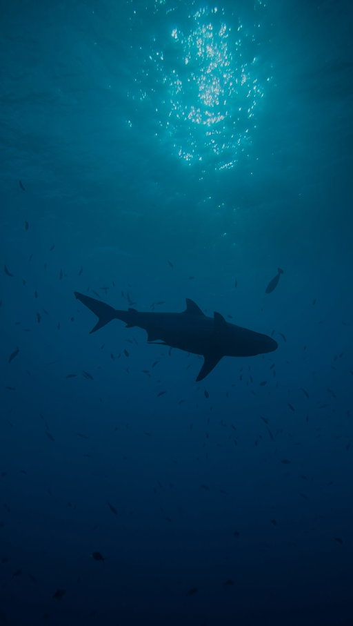 “Shark-infested waters.”
One of the media’s favorite scare lines, but where else are sharks supposed to live when we enter their environment?

Sharks aren’t monsters,they’re misunderstood.
In 2025, there were just 11 fatal shark incidents worldwide, most caused by a lack of education, poor conditions, or critical mistakes when entering the ocean with an apex predator.
Meanwhile, we kill over 100 million sharks every single year, mostly for their fins, or as bycatch in industrial fishing. Entire populations are collapsing. So who is the real “monster”?

Today, we actually have tools like @sharkbanz , used by surfers and divers, that help reduce unwanted encounters. Education and awareness save lives, panic and fear do the opposite.

Here’s what we need to remember:

Sharks are essential.
They’re apex predators that keep the ocean healthy and balanced.
They remove the weak and the sick, strengthening fish populations and preventing reef collapse.
Without sharks, the entire food chain breaks, starting with coral reefs, ending with us.

Sharks have survived five mass extinctions.
They’re older than dinosaurs. Older than trees.
With over 500 species — from whale sharks to lanternsharks, they are some of the most remarkable animals on Earth.

But they’re disappearing.
Not because they’re dangerous.
Because we are.

It’s time to do better.
Support eco-tourism that protects sharks.
Don’t support shark finning or eat shark meat.
Educate others. Spread facts, not fear.
Use your voice, because sharks don’t have one.

Sharks have been here long before us.
Let’s make sure they’re here long after us, too.

No sharks = no healthy ocean.
No healthy ocean = no us.