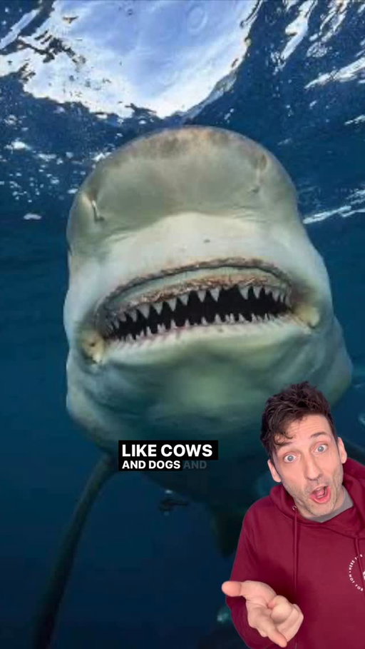 The Shark that lurks in rivers 👀 #funfact #didyouknow