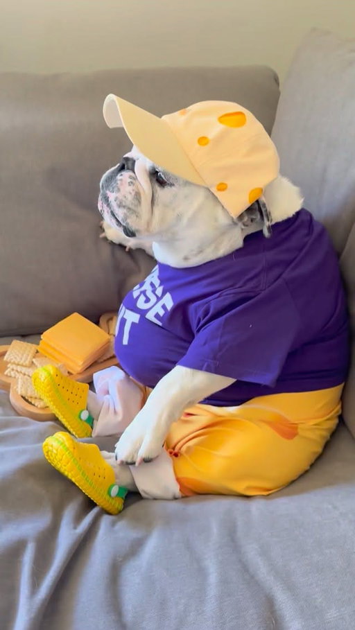 She knows how to work a block....of cheese that is....🧀🤣 Happy National Cheese Lover's Day! 🧀🙌🏻💜 .
.
#eggnogthebulldog #cheeselover #cheese #asmreating #dogreels