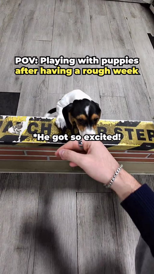 Playing with puppies for happiness :)
.
.
.
#puppy #positivity #extrovert 
Shoutout @povbymilo for the inspo!!