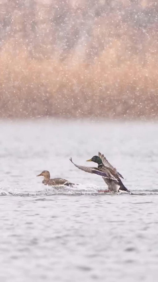 Perfect landing! 

🎥: @cdr.images 

#ducksunlimited #waterfowl #conservation #outdoors #ducks du