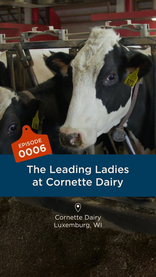 Katrina is the star of Herd It Here, but at Cornette Dairy, the cows steal the show 🐄⭐️ ​

In Episode 6, Paul Cornette tells us how cows get the very best care on his farm. They deserve it 💅

#BeLikeAFarmer #AmericasDairyland #WIDairy #ProudlyWisconsin #SupportLocal #HerdItHere
