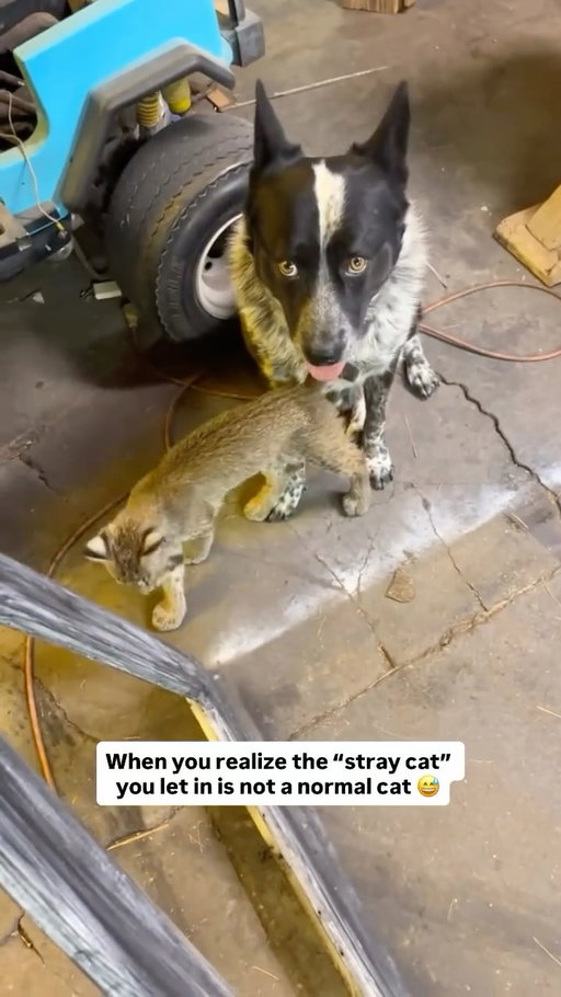 Classic cat distribution glitch 🫠 TT: farmboyhos2
