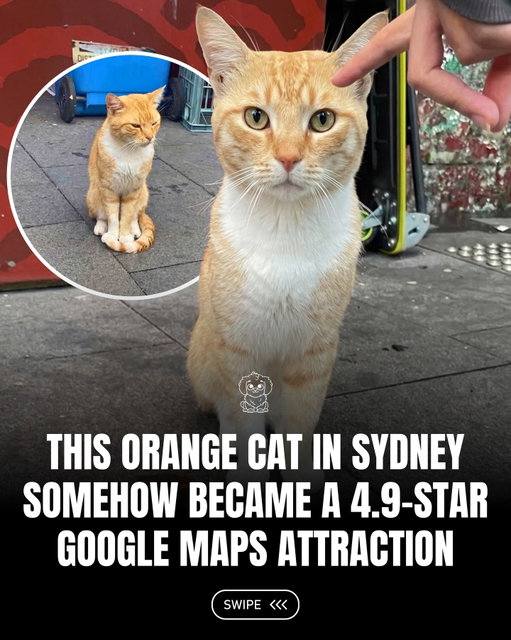 @Fluffy posts the best pet content on Instagram daily 🐾

In Sydney, Australia, a friendly orange cat became an unexpected local celebrity after locals listed him on Google Maps as a tourist attraction. Visitors added photos, meeting tips, and glowing reviews praising his purrs, polite manners, and irresistible charm. Before a lone one star review appeared, he held a near perfect rating, outperforming nearby cafes and restaurants. The idea has since spread, with beloved neighborhood cats popping up as map listed attractions in cities around the world. 😻✨

#fluffy #cats #pets