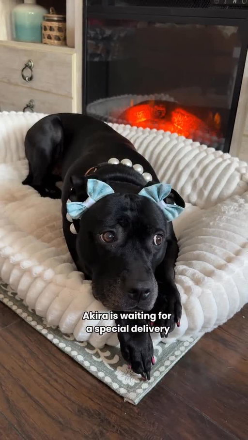 @chewy X @akirablackpit 
—
Real, fresh food activate the real tippy taps!
#ChewyPartner #OnlyAtChewy
I like showing my love for my pets by feeding them real food.
What better gift than Get Real! Try Get Real today and use the link in bio for 50% off your first order! @chewy
#dogsofinstagram #pittiesofinsta #pittiesofig tippytaps