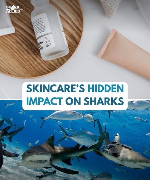 Squalene is a common ingredient found in skincare and cosmetic products we use every day, but its connection to sharks is often hidden. Millions of sharks are killed each year for their liver oil, which is used to produce squalene for beauty and personal care products. Making this a growing conservation issue that is largely in the hands of the suppliers of ingredients and manufacturers of these products.

The good news is that squalene does not have to come from sharks. Plant-based alternatives, such as sugarcane-derived squalene, are widely available and just as effective.

To learn more about squalene, shark conservation, and how to make informed choices, visit our website at www.sharkallies.org

📸 Photo Credits: @biminisharkgirl
