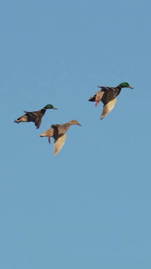 Check out this hen mallard @matthewryancreative captured coming in! What are your thoughts?! 

#ducksunlimited #waterfowl #conservation #outdoors #ducks du