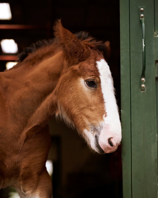 Getting ready for his Super Bowl debut. Drop a 🐴 for good luck.