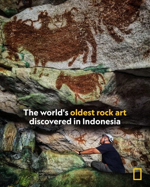 Liang Metanduno cave on Muna, a tropical island off southeastern Sulawesi, Indonesia, is filled with prehistoric paintings, but one stands out in particular—a claw-like hand stencil that's at least 67,800 years old. Archaeologists, including National Geographic Explorer Maxime Aubert, believe the stencil is the oldest rock art attributed to modern humans and doesn't just reveal insights into early human intelligence, but prehistoric life in the Indonesian archipelago, and migration to Australia too.

Discover more about Liang Metanduno's cave paintings and what they mean at the link in bio.

Photograph by Maxime Aubert