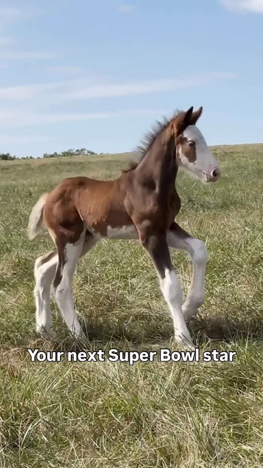 Watch this Foal grow up 2.8.26.