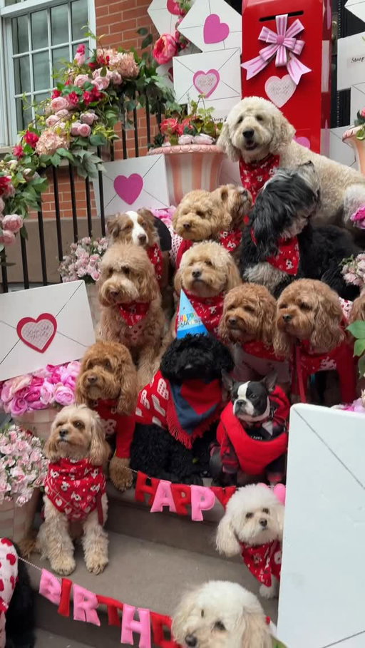 It’s a puppy party! 🐶🎂💌🎈