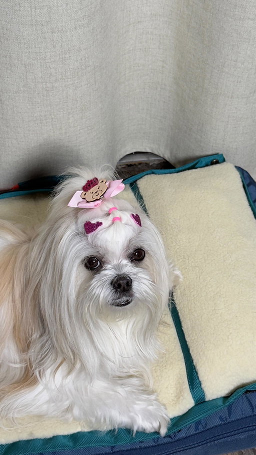 Kylie’s all set for road trips, camping vibes, or hotel hangs, but only if her RuffRest comes along! 

#ugc #ugcpet #pet #petugc #ugccreator

dog bed, pet sleep, dog comfort, picky dog, small dog, cozy dog bed, best dog bed, dog bed review, pet essentials, Timberdog, Timberdog bed
pet ugc, dog content creator, pet brand content, ugc for pet brands 1-12