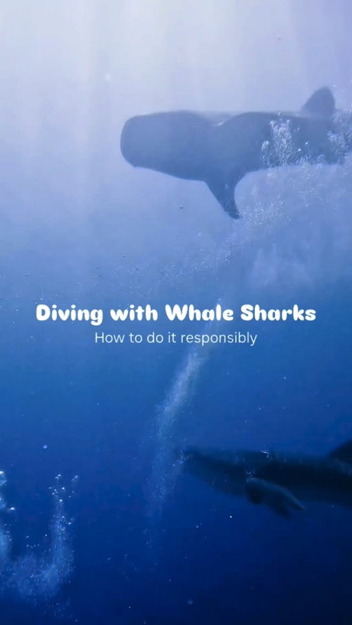 Whale sharks are gentle giants and every interaction should be on their terms.

🦈 Keep a respectful distance 🌊 Stay calm, slow & neutrally buoyant 🚫 No touching, chasing or flash photography 🤿 Do your research before booking, choose operators with an ethical approach

Responsible diving protects whale sharks and the future of ocean tourism.