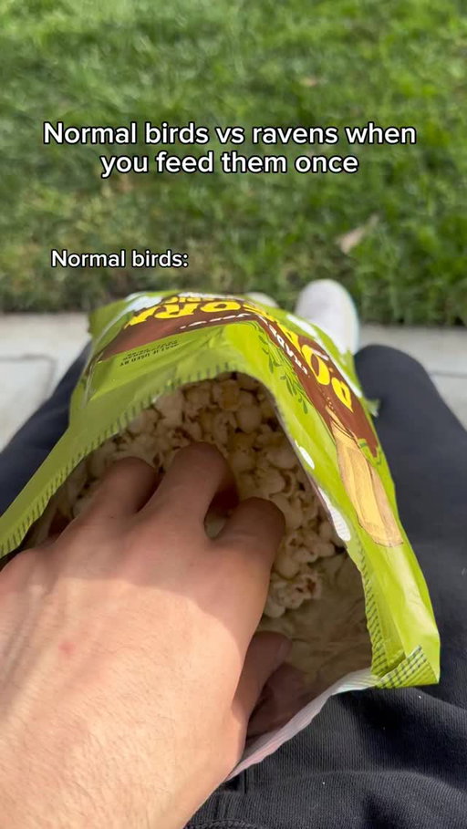 Normal birds vs ravens when you feed them once. #reels #skit #comedy #funny