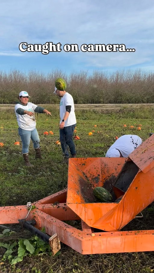 Spotted having a ball in Sacramento Valley, California! 🍉

Through our meticulous harvesting process, thousands of seeds are prepped to make their way across America - and ready to be planted in your backyard.

Get back to your roots this season at BacktotheRoots.com. 

#americanfarmers #americangrown #organicgardeners
