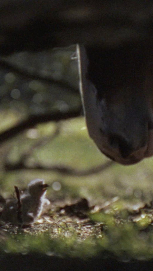 For 150 Years, This Bud’s For You. Watch our Super Bowl LX commercial now.