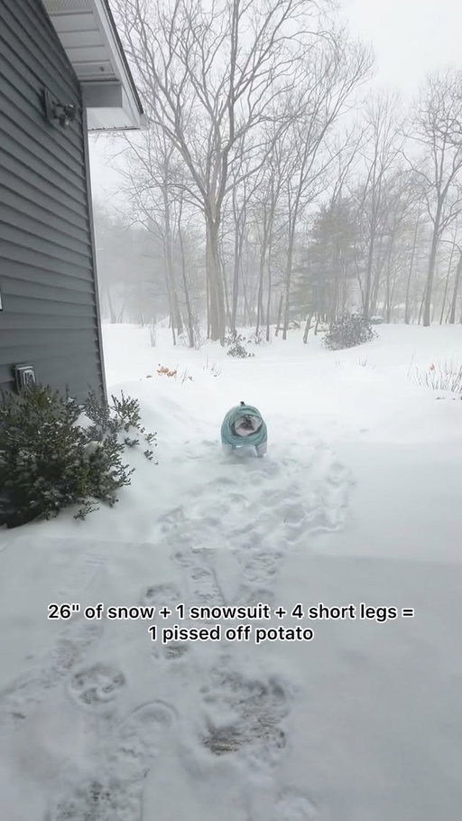 Mother Nature better watch her back....🥶👊🏻❄️ #igloo #blizzard #snowstorm #bulldog
