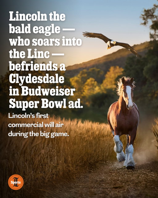 Although the Eagles’ season came to an early end, Philadelphia fans can still see a hometown favorite on their television screens during Super Bowl LX.⁠
⁠
Lincoln, the 28-year-old bald eagle that soars over the crowd at Lincoln Financial Field before Birds games, will star alongside a Clydesdale in this year’s Budweiser’s Super Bowl LX spot titled “American Icons.”⁠
⁠
The ad follows Lincoln’s friendship with the iconic horse playing under the appropriate sounds of Lynyrd Skynyrd’s “Free Bird.” The 60-second in-game spot will air during the Super Bowl.⁠
⁠
“It was really like these two icons of America coming together,” said Jessica Hall, the chief executive officer of the American Eagle Foundation, a nonprofit focused on the protection and conservation of bald eagles and other birds of prey.⁠
⁠
Get the full story at the link in @phillyinqsports' bio.⁠
⁠
📝 by @arrriielll / Staff⁠
📸 Courtesy of Budweiser and the Elmwood Park Zoo
