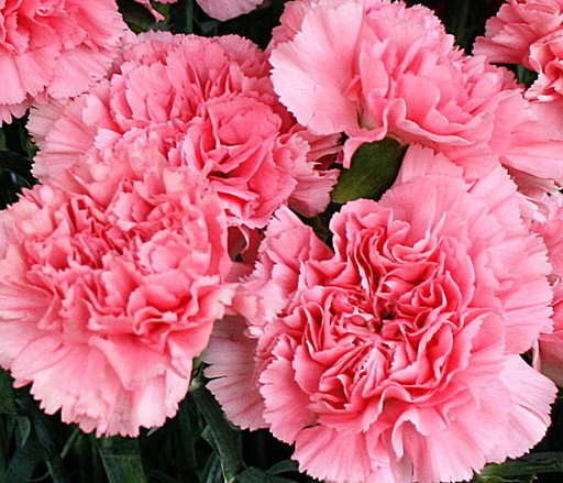 January 29 is National Carnation Day
A simple pleasure: 12 fresh carnations for $12.00
cash & carry