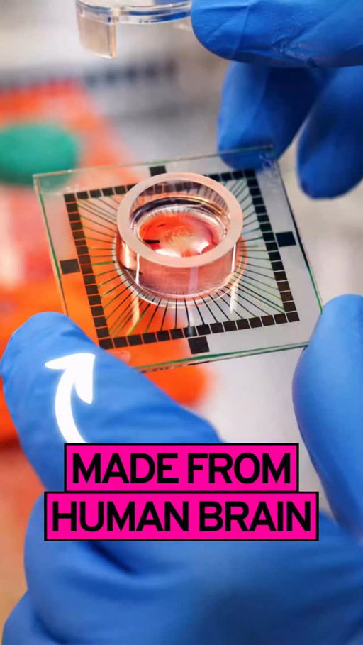 Turning brain cells into computer chips!

If you want to check out the company working on this, they are called Cortical Labs!

Would you be interested in seeing a full breakdown into how this works and why they are doing it? 

Hope you’re having an excellent day!