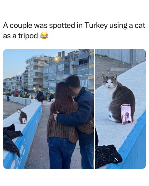 Cats lack an evolutionary drive to help humans in a task oriented way because they are solitary hunters rather than pack animals. Unlike dogs, who seek social validation through labor, cats view interactions through the lens of mutual benefit and territory sharing. Behaviors that humans perceive as helpful, such as bringing dead prey, are actually instinctual attempts to teach a perceived family member how to hunt or to contribute to a shared food supply.
Ethological research suggests that cats view humans as large, clumsy, and non hostile fellow cats rather than a separate species. They use the same social signals with humans that they use with their own kind, including tail up greetings and allorubbing against legs. Cats acknowledge the human role as a primary resource provider and protector, forming deep emotional bonds based on the security and consistency of their environment.

Like this content? Follow us for more @memezar ❤️