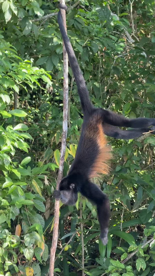 Panama City might surprise you 🌿🏙️

If you’re into nature but still want to be based in the city, this is such an underrated destination. Staying at Albrook Inn honestly felt like being in a mini jungle. The property is filled with lush plants, birds, and wildlife, and they even offer biodiversity walks right on site 🦜🌴

One of the coolest things is how close real nature is. Metropolitan Natural Park is literally a protected forest inside the city. You’re hiking through greenery and suddenly get skyline views peeking through the trees. We saw deer, coatis, and so many birds along the trails.

Just about 30 minutes outside the city, Soberanía National Park is a must. Pipeline Road is amazing for spotting wildlife like monkeys and coatis, and you can also head out on Gatun Lake for a boat tour through the canal where different monkey species live on nearby islands 🐒🚤

After full days of exploring, coming back to Albrook Inn felt like the perfect reset. Quiet, green, and still super convenient. Proof that you don’t have to leave the city to find nature in Panama ✨🌎

@albrookinn #panama #panamacity #soberania #travelinfluencer #panamacitypanama