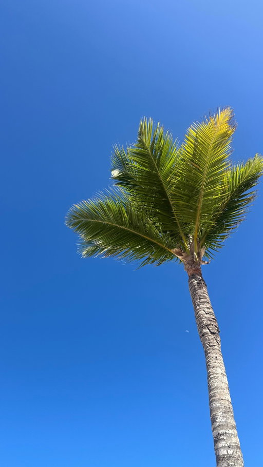 Easy and safe way to get from Santo Domingo to Punta Cana is by using @expresopuntacana public bus service. Each ticket cost $500 DOP which is $7.95 USD. Save this for your next trip in the #dominicanrepublic 
•
#santodomingo🇩🇴 #puntacana #solotraveler #dominicanrepublic🇩🇴