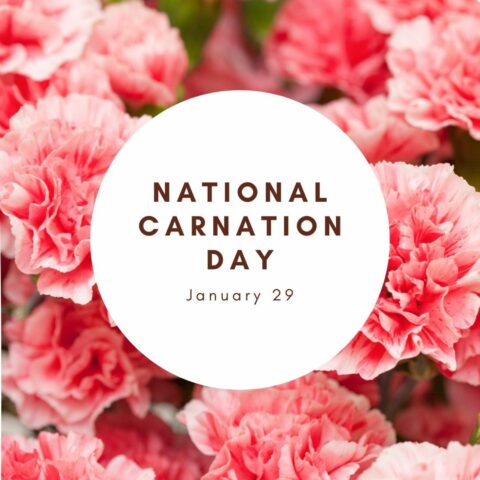 National Carnation Day! 🌸Celebrate this beautiful, long lasting, versatile flower. Dozens of colour from soft pastels to bold red. Sometimes we feel carnations are unrated. Check out why we love 'em.  #CarnationDay #Carnations #FlowerPower #CelebrateFlowers 🌸