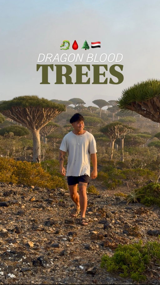 Follow @phillip3s for more Socotra Content 😍✈️

I have finally made it to a dream destination! SOCOTRA YEMEN! 🇾🇪 
I’ve always wanted to see these dragon blood trees 🌲🩸in person after my friend Colin showed me from his experience! It took us about 5 hours to reach this place driving through the roughest conditions but it ended up being so worth it! 
What a cool place right ? 😁 

Book this tour with @findsocotra ! 

#travel #socotra #yemen #adventure #cinematic