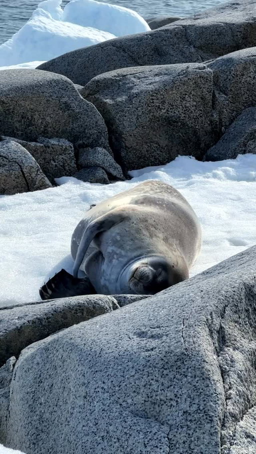 Passer de la chaleur des Caraïbes ☀️ au froid de l’Antarctique 🇦🇶 
⠀⠀⠀⠀⠀⠀⠀⠀⠀
Le 16 janvier je quitte St Barthélemy 🏝️ et le 17 je suis au Pôle Sud avec les manchots et les phoques 🐧🦭
⠀⠀⠀⠀⠀⠀⠀⠀⠀ 
Que demander de plus ?
⠀⠀⠀⠀⠀⠀⠀⠀⠀ 
#DieuEstGrand