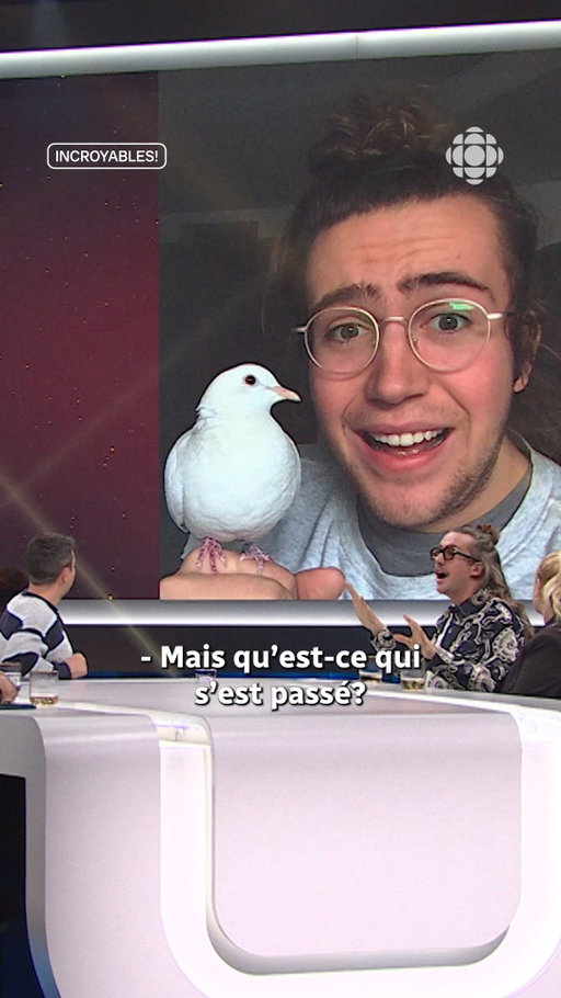 « Félicitations monsieur, vous êtes propriétaire d'une colombe » 🕊️🫶 @mathduff 

👉 INCROYABLES! | Vendredi 20h | ICI TÉLÉ