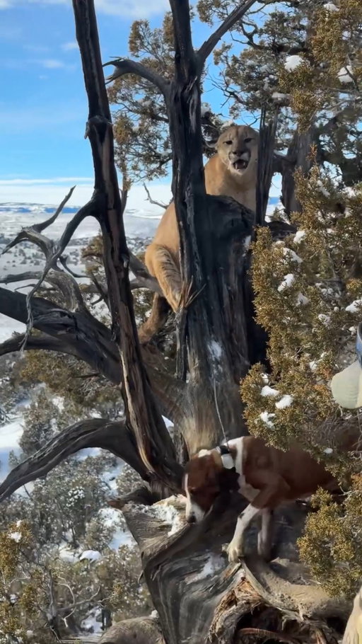 Hounds are more than a way to find a mountain lion. They’re a wildlife management tool.

They help locate a specific cat, get eyes on it, and make a selective decision. That matters in areas with growing conflicts, where lion numbers need to be managed.

Video courtesy of @lostcreekoutfitters307