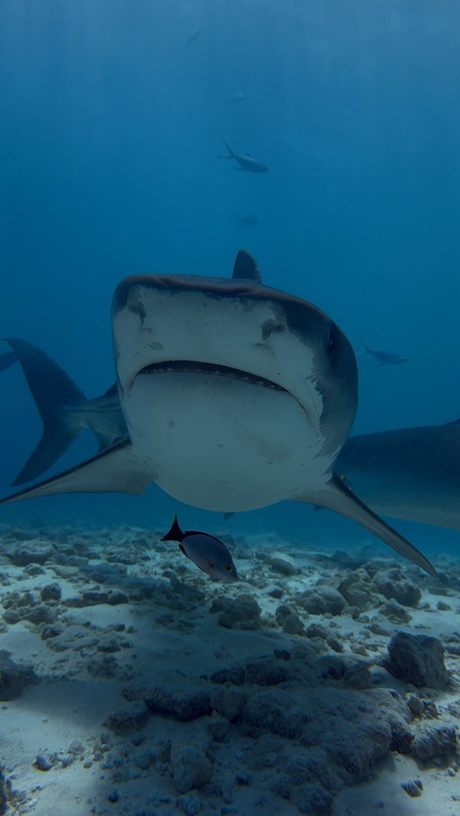People who hate sharks are real losers. 

Without knowledge and experience, I see people demonising these majestic animals and practising things like shark fishing or culling, which is entirely wrong, as we know how important these animals are because they are apex predators evolving for millions of years, yet struggling because we kill hundreds of millions of them. 

But in the news, they are still viewed as monsters. Please be better. Educate yourself, enter the water when environmental conditions are favourable, and wear technology like @sharkbanz when surfing to protect you and the animal.

And the most important thing you can do, I’m here seeing one of the most significant tiger shark populations in the world here in the Maldives with the @fuvahmulahcentraldivecenter._ , so definitely check it out and hopefully will organise group trips here soon 🦈