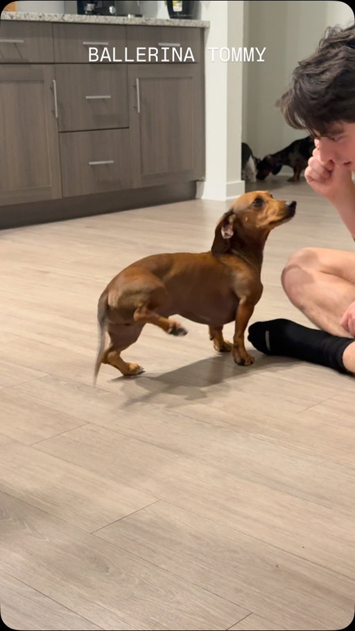 another ballerina in the making 🩰 #dachshund #ballet #ballerina #doxie #balletcore