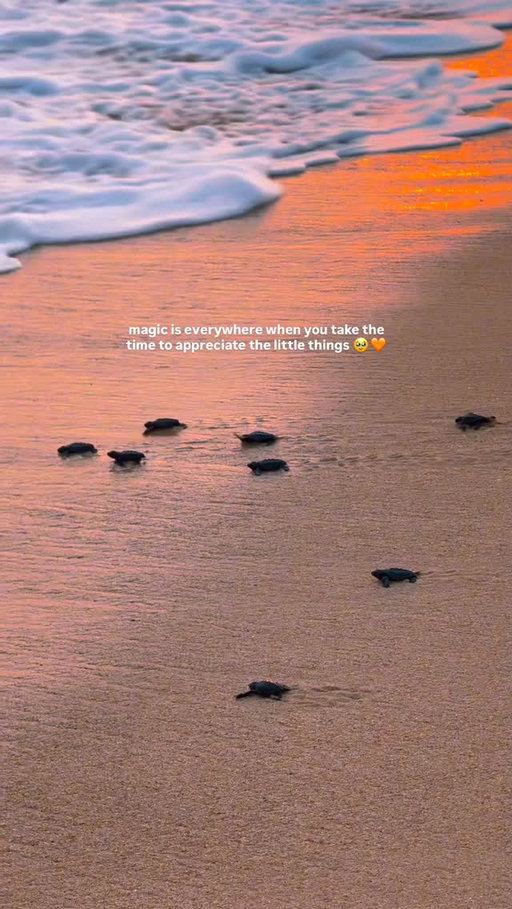 the magic of the everyday often lies in the “little things” that we tend to overlook’🦋

I randomly saw this at the beach when I went to go watch the sunset🥹✨ baby turtles making their way into their next chapter of life was the most precious thing to witness 💕sometimes you really just gotta stop and look around :)

big moments are beautiful and monumental, but finding joy in the little things that happen every day is what really makes up our lives 🌞🌈

#nature #thelittlethings #sunsetmagic #babyturtles #oceanlove