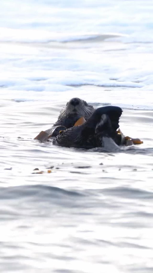 Otterly adorable 🦦⁣
⁣
Credit:  @jmsilvae⁣
⁣
#exploreBC #TheInfiniteCoast
