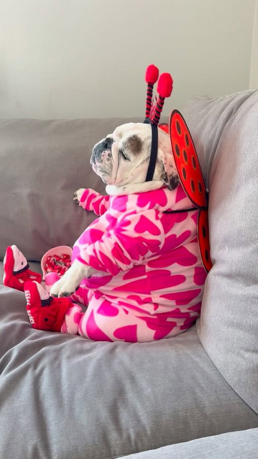 You've officially been bitten by the Love Bug....❤️❌⭕️🐞 Happy February everyone!! 💜💘🌹.
.
#eggnogthebulldog #lovebug #monthoflove #february #valentinesday