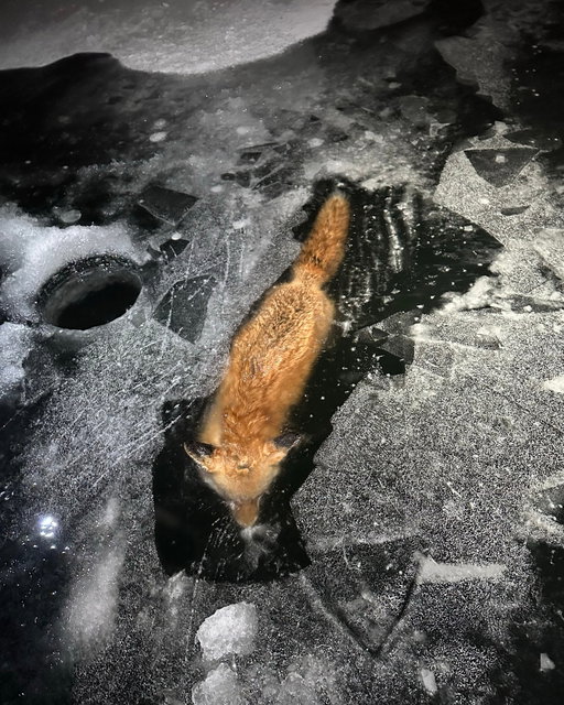 Cold water, hard ice, and no second chances. A fox frozen where winter closed the door.

Photo and observation by @ta2hooligan, Illinois.