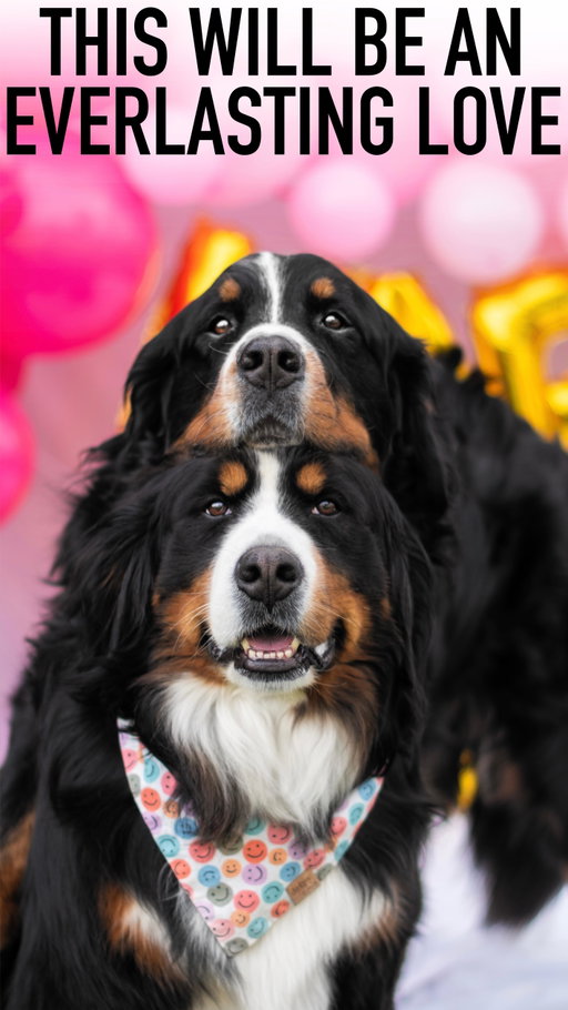 My kind of everlasting love 🖤🤍🤎

#bernesemountaindogs #dog