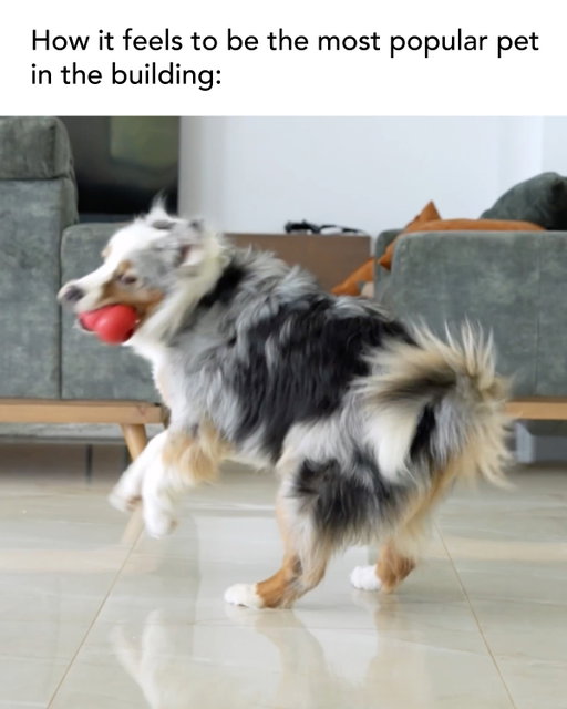 It’s almost as exciting as move-in day 🤩 

#GroupChat #ApartmentLiving #Roomies #ApartmentDog