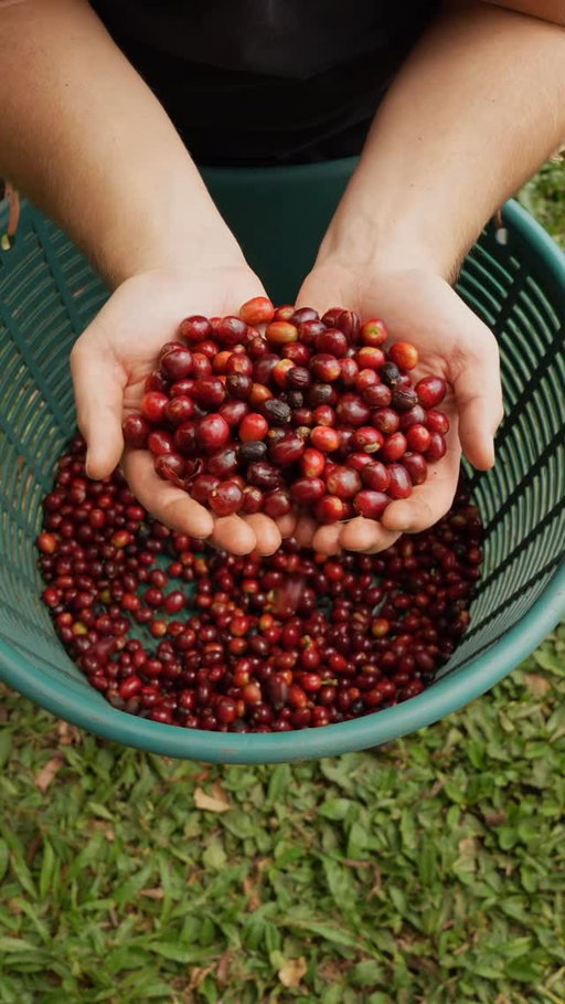 Let’s harvest some coffee together 

I got to take an origin trip to Finca Hartmann, one of the best specialty coffee farms in Panama. It was an amazing experience. 

Thank you so much to @fincahartmann and the Hartmann family for hosting us and showing us around their farm. Thank you to Mattheus from @project.hachi for going above and beyond to help us get good footage, and for teaching us so much about coffee farming and processing. The work that Hachi Coffee Project is doing here is really exciting.